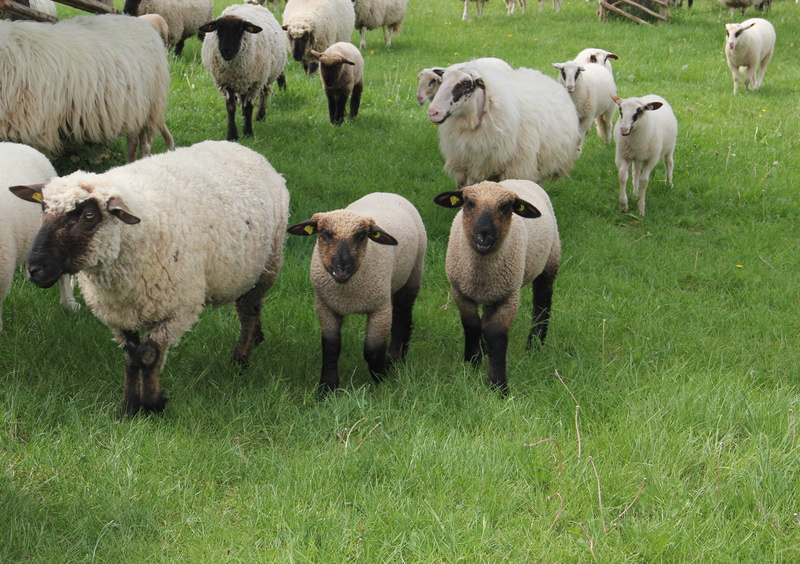 meadow, animal, fur animal, fur, domestic, agriculture, field, young animals, lambs, rest, 4K, outdoors, mammals, grazing, herbivorous, domestic animals