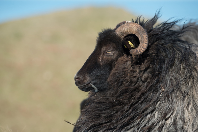 head, profile view, heidschnucke, oberland, animal themes, wool, fur, nature, herbivorous, horn, close-up, 1080P, sheep face, pets, animal wildlife, animal