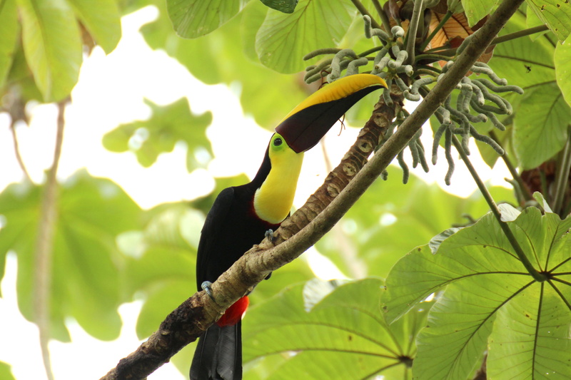 central america, tropical, 5K, back, tree, growth, one animal, Toucan, brown, leaf, branch, animal themes, swainson tucan, animal, focus on foreground
