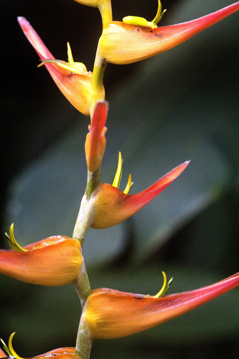 close-up, flower, costa rica, freshness, flower head, petal, plant stem, plant, vulnerability, botany, plant, day, 5K, orange color, inflorescence, beauty in nature