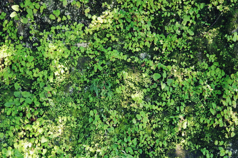 abundance, nature, day, waipio valley, green color, growth, green, hike, no people, outdoors, backgrounds, 5K, tranquility, island, freshness, leaves