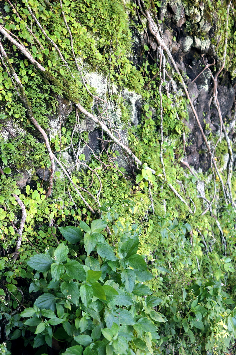 foliage, forest, plants, roots, tranquil scene, leaf, day, green color, nature, lush foliage, growth, moss, hawaii, kona, united states, hilo, waipio, no people