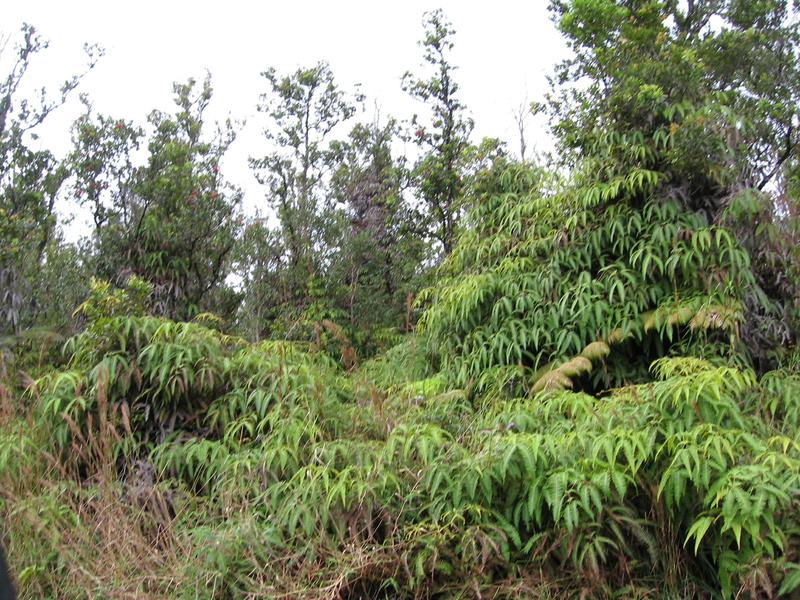 big island, hd, ferns, hawaii, 1080P, big, fern, mountain, view, rainforest, forest, mountain view, jungle, island, nature
