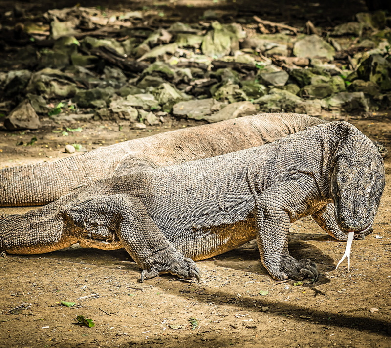 danger, lizard, predator, side view, vertebrate, outdoors, nature, 2K, dangerous, Animal, land, species, no people, dragon, Island, park, animal themes