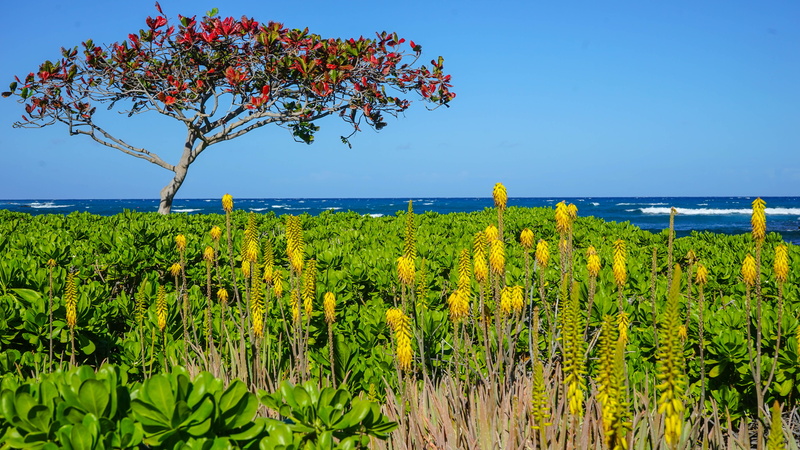 water, mauna lani bay hotel and bungalows, ocean, nature, outdoors, horizon, 5K, yellow, tranquility, flower, plantation, horizon over water, land, big island