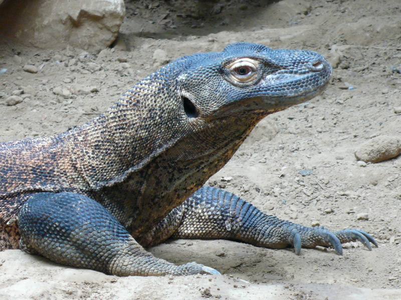 iguana, komodo dragon, day, dangerous, focus on foreground, outdoors, side view, staring, large, 2K, animal scale, monitor Lizard, island, predator, animal