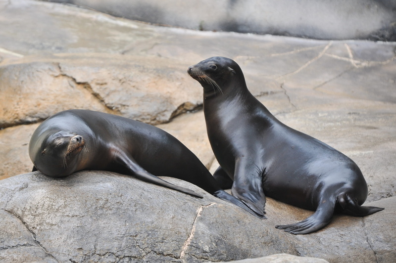 two animals, North Pacific, the north pacific sea lions, outdoors, young animal, animals in the wild, day, Pacific Sea, group of animals, aquatic mammal