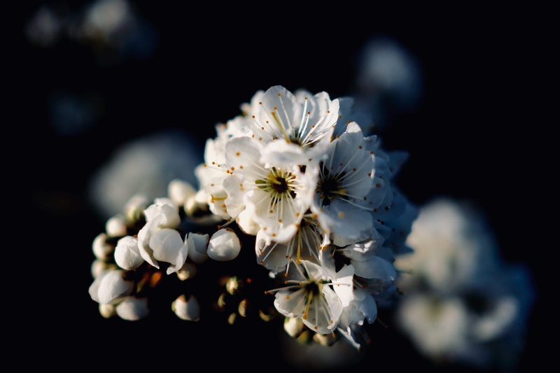 blossom, flower arrangement, close, beauty in nature, black background, outdoors, pistil, white color, flower head, luxury, no people, daisy, macro, 5K