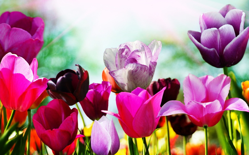 background, 2K, picture, spring, superb, tulips, flowers