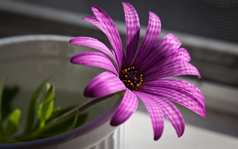 purple, flower, 2K, superb