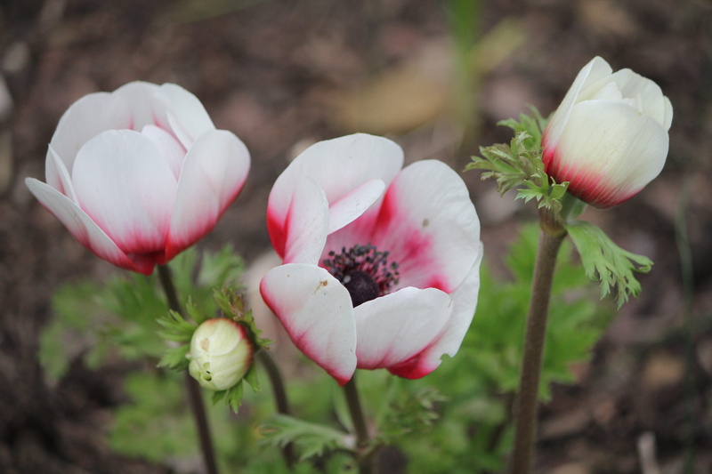 5K, Composition, Flower, plant, close-up, favorite flower, blossoms sizes, fragility, flower head, focus on foreground, flower garden, Sizes, vulnerability