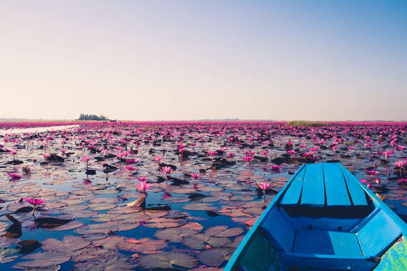 pink color, floating, dinghy, scenery, transportation, thailand, flowers, udon thani, day, lily, sea, outdoors, jon, boat, tranquility, tent, land, watercraft