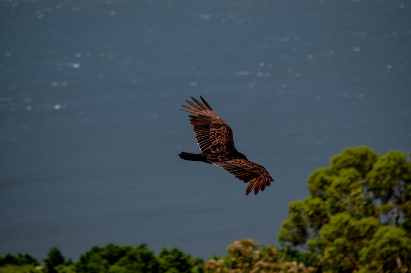 hawk, no people, stinson beach, animals in the wild, plant, nature, beauty in nature, outdoors, photography, spread wings, birds of prey, california, eagle