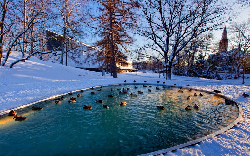 Winter, Ducks, Trees, 2K, Pond, Snow