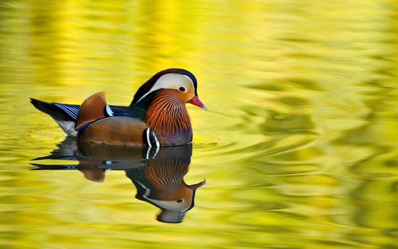 pond, black, 4K, white, male, color, Bird, feathers, morning, brown, Male Mandarin Duck, duck, water, mandarin