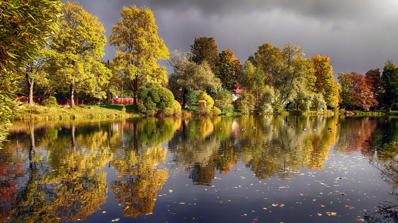 1080P, photograph, Pond, Autumn, green, Trees, Ducks, Lake