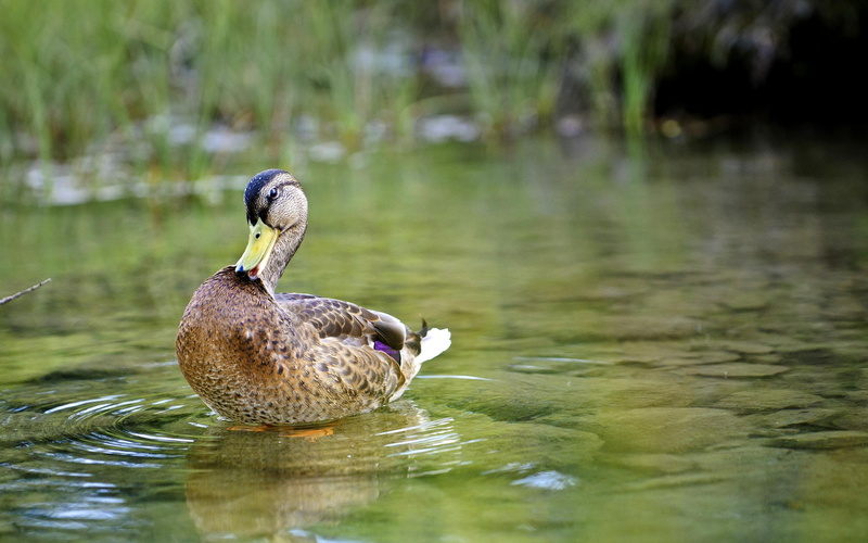 pond, animals, duck, 2K, clean, rocks, cute