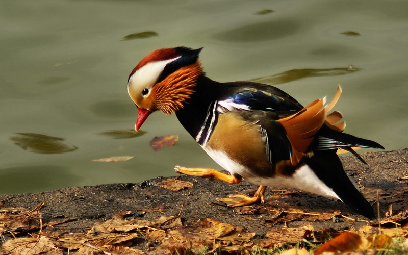 lake, color Image, reflection, river, yellow, no people, swimming Animal, bird Watching, duck, mandarin duck, bird, animal, close-up, water Bird, pond
