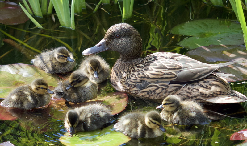 duck, sint-niklaas, young animal, animal, animal family, water, no people, nature, young bird, day, group of animals, 2K, lake, duckling, cygnet, gosling