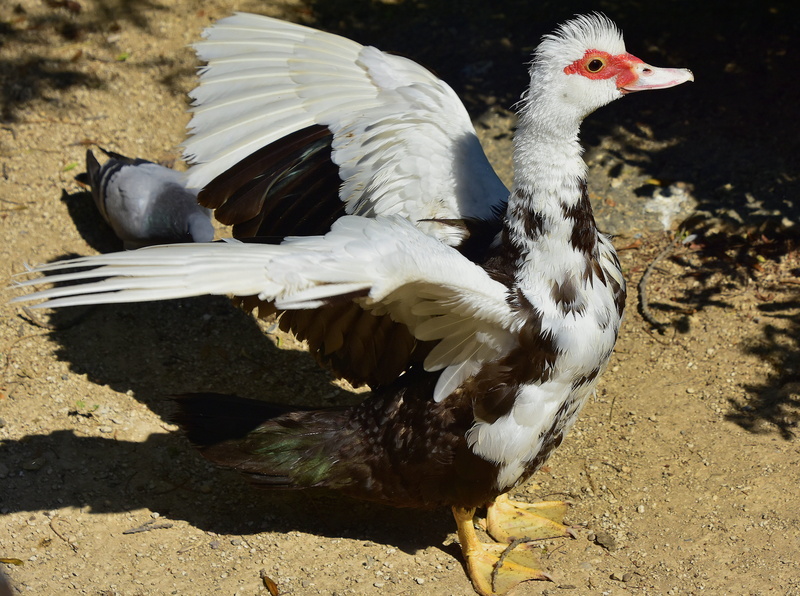 animal wildlife, close-up, water bird, animal themes, animals, ducks, birds, outdoors, nature, sunlight, muscovy duck, plumage, poultry, day, no people