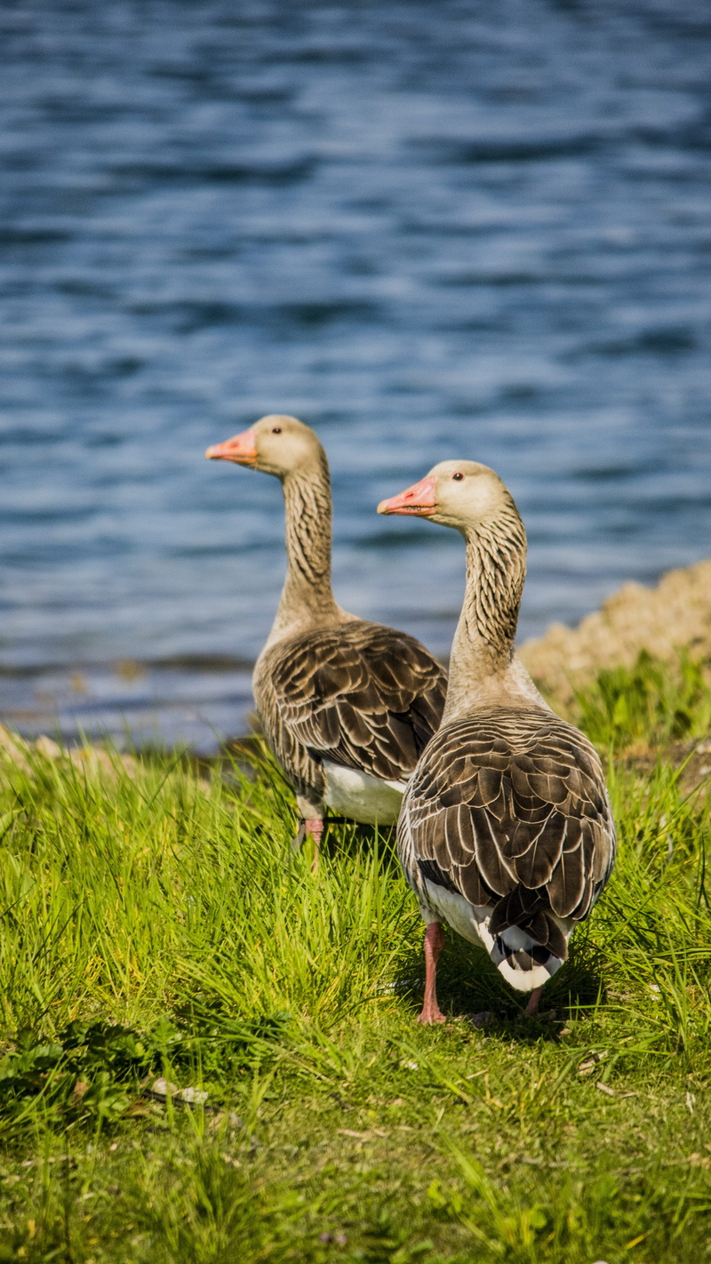 bird, vertebrate, group of animals, pond, Nature, grass, white, Water, water Bird, lake, wildlife, no people, day, Animals, animal wildlife, feather, outdoors