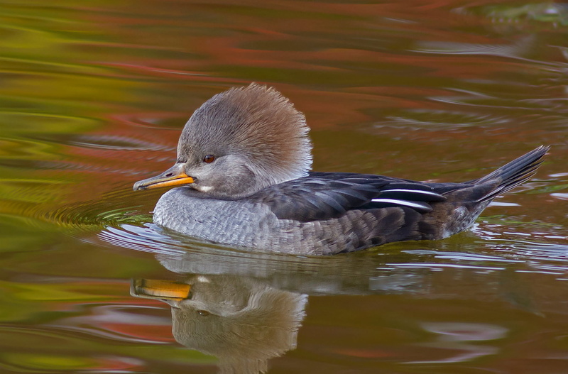 beak, vertebrate, bird, one animal, close-up, water, animal, reflection, waterfront, 1080P, water bird, animal themes, merganser, hooded, day, animals in the wild