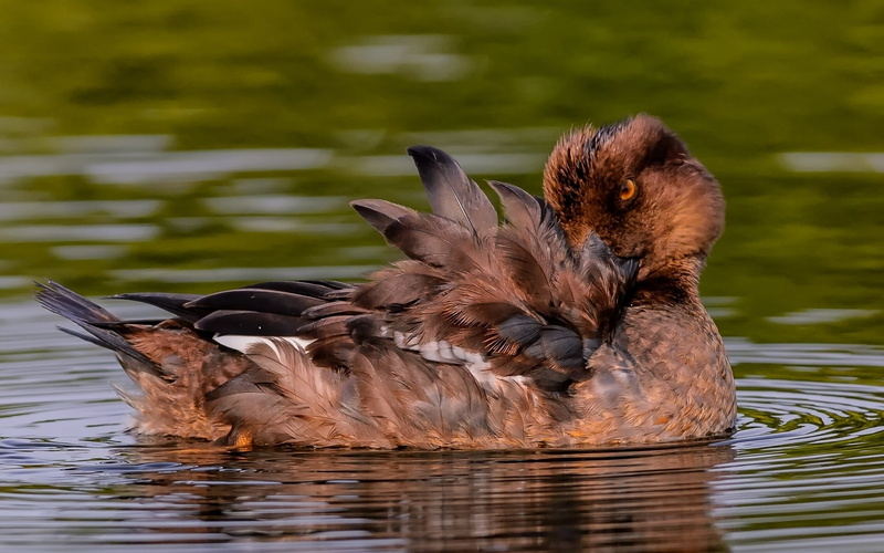 mallard Duck, outdoors, black, 1080P, water Bird, duck, pond, day, vertebrate, water Surface, animal, poultry, brown, swimming, one animal, animals In The Wild