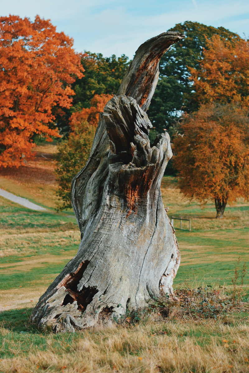 land, growth, environment, landscape, field, tranquil scene, hatfield house, day, non-urban scene, bark, stump, tree trunk, change, autumn, nature, tranquility