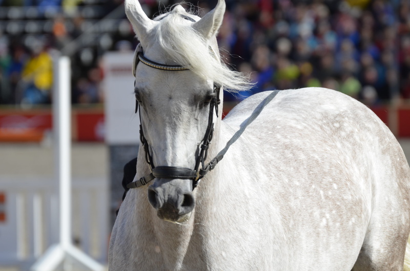 horse breed, feel-good face, stallion parade, mold, thoroughbred arabian, country stud, arabs, main and state stud marbach, animal, ranch, attention, arabian horse