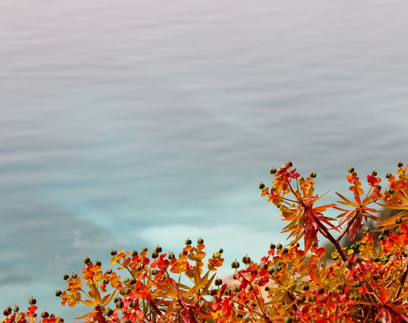 growth, landscape, sicilia, Flowers, blue, freshness, no people, orange, plant part, taormina, close-up, fragility, day, lake, italy, sea, colors, beauty in nature