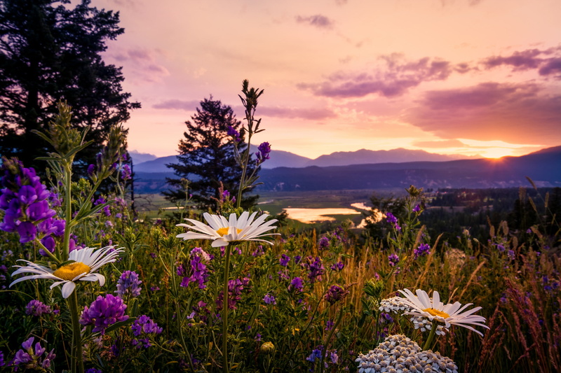 British Columbia, Canada, Kootenay National Park, chamomile, wildflowers, 1080P, Lupin, sunset in the Kootenays