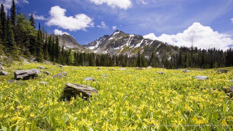 2K, east, steeples, columbia, near, british, kootenays, range, cranbrook, lilies, glacier, Spring/Summer