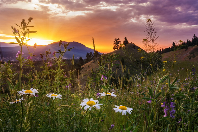 flower, grass, flower head, no people, outdoors, growth, British Columbia, land, scenics - nature, chamomile, Canada, Kootenay National Park, freshness