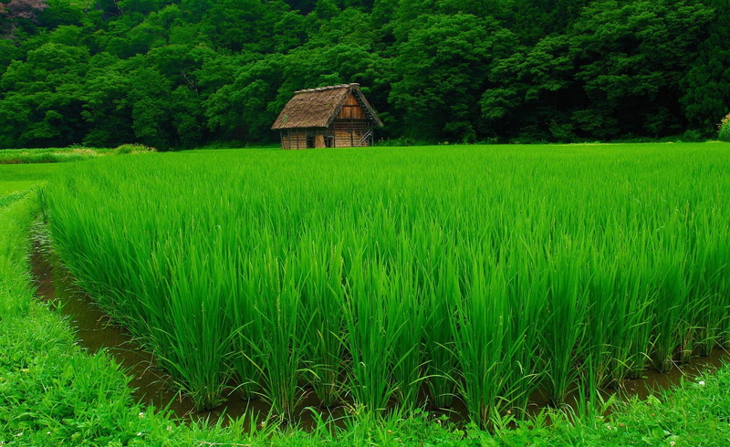1080P, maroon, house, leaves, beije, picture, country, nice, fields, high definition, grove, view, green, cabin