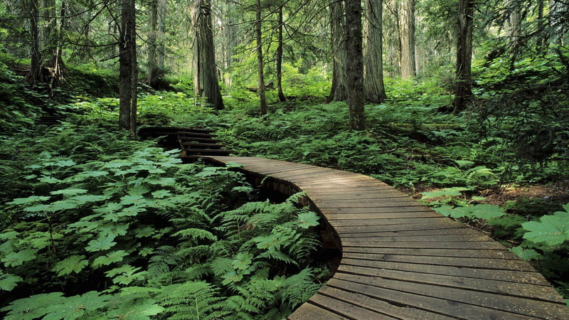 forest, canada, 1080P, revelstoke, trail, nature and landscapes, mount, steps, wooden