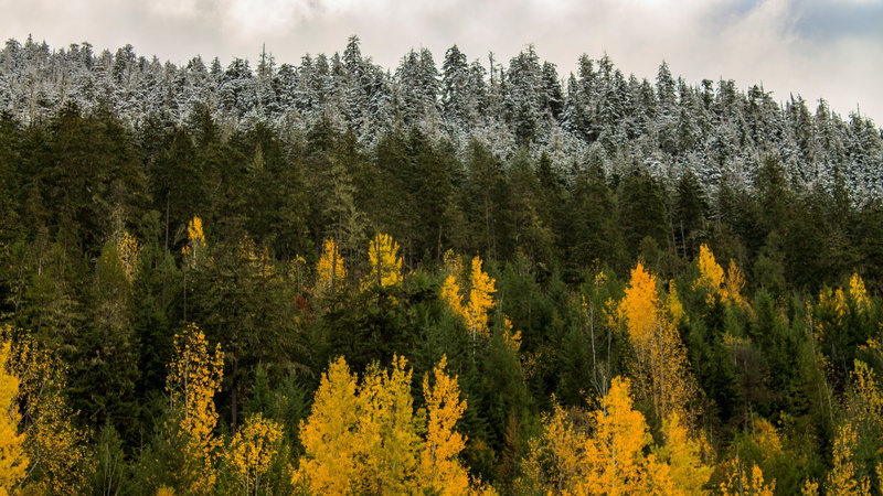 canada, no people, day, non-urban scene, nature, wilderness, mountain, scenics - nature, leaf, coniferous tree, environment, land, growth, pine tree, autumn colors