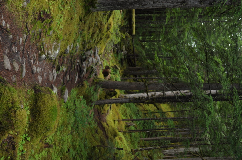 green color, path, architecture, growth, canada, land, water, tranquil scene, forest, boundary, plant, no people, revelstoke, 1080P, outdoors, trees, day
