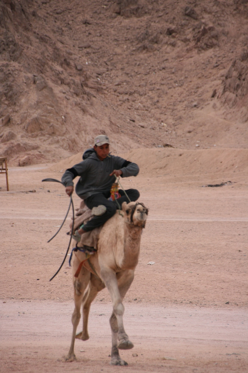 livestock, land, camel, pets, men, animal wildlife, sinai, 4K, herbivorous, one animal, outdoors, vertebrate, mammal, domestic animals, riding, bedouin