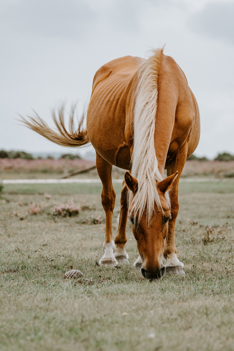 foal, iceland, borwn, grazing, brown, wild horse, animal, mane, no People, beauty In Nature, swish, non-Urban Scene, 8K, eating, wild, countryside, wildlife