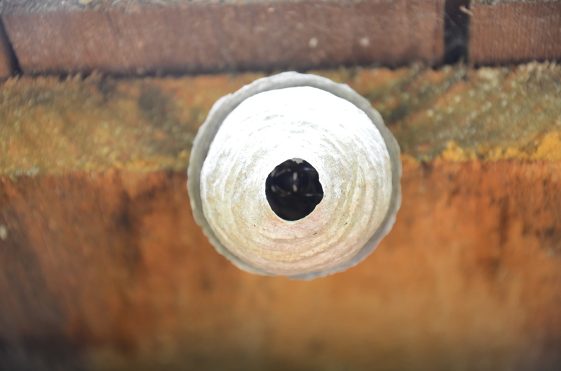 nest, bees nest, bee, barn, silver colored, old, outdoors, bourne, rusty, 4K, geometric shape, directly above, hornet, metal, selective focus, wall - building feature