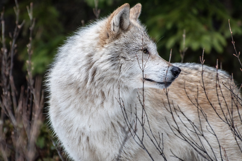 outdoors, no people, tree, nature, face, animal head, wildlife, fur, day, lonely, dangerous, animal themes, profile view, wild, mammal, grey, looking away