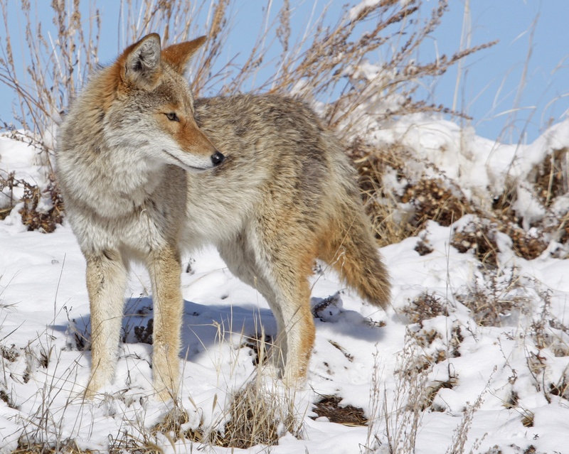 field, white color, wilderness, portrait, carnivore, wolf, coyote, gray Wolf, gray, standing, plant, vertebrate, looking, 1080P, predator, cold temperature