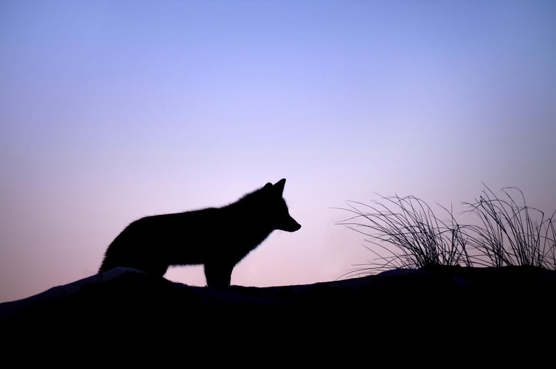 red fox, purple, orange, wildlife, white, carnivore, winter, no people, blue, sunset, domestic animals, cat, dusk, domestic, one animal, feline, wolf, nature