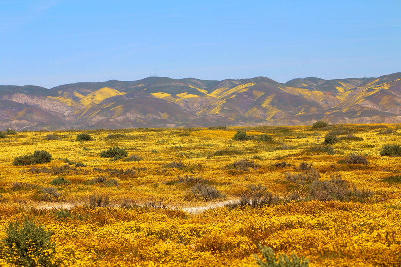Spring, outdoors, Carrizo Plain, scenics, landscape, sandia Mountains, animal wildlife, california, landscapes, tundra, springtime, scenic, autumn, rural Scene