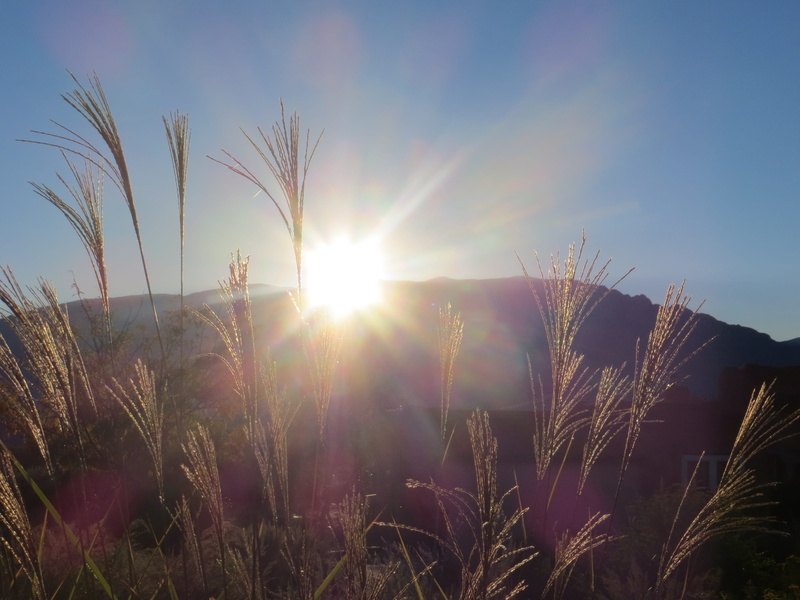 plant, morning, beauty in nature, scenics - nature, bright, landscape, sunny, field, land, sky, Mountain, sun, Sunrise, timothy grass, growth, day, lens flare
