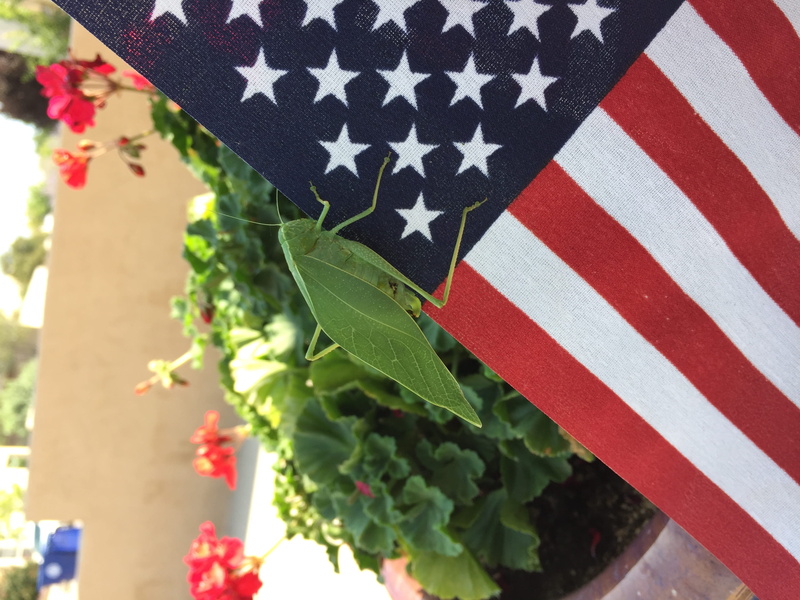 red, nature, no people, leaf, new mexico, white color, 2K, outdoors, albuquerque, day, flag, striped, star shape, plant, bug, close-up, insect, green color