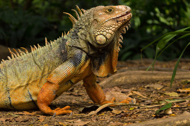 animal themes, 5K, lizard, nature, outdoors, land, focus on foreground, iguana, medellin, animals in the wild, field, vertebrate, day, animal scale, no people