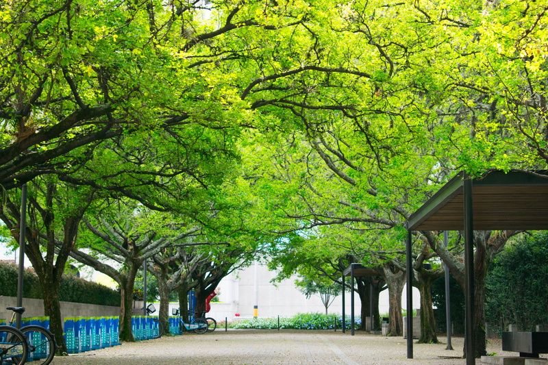 bicycle, green, beauty in nature, landscape, branch, no people, path, plant, outdoors, tree, built structure, trunk, park - man made space, 5K, park, urban