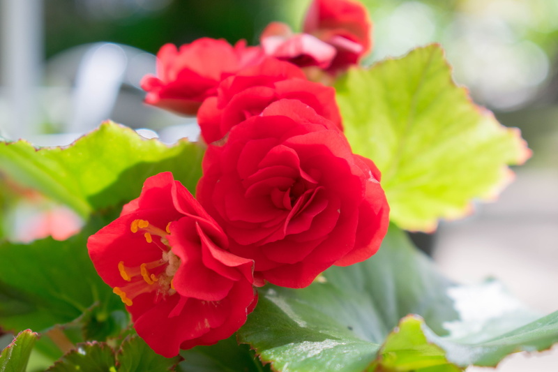 flowers, rose - flower, leaf, plant, beauty in nature, field, nature, plant part, growth, fragility, 5K, rose, rosa, colombian, flower head, no people
