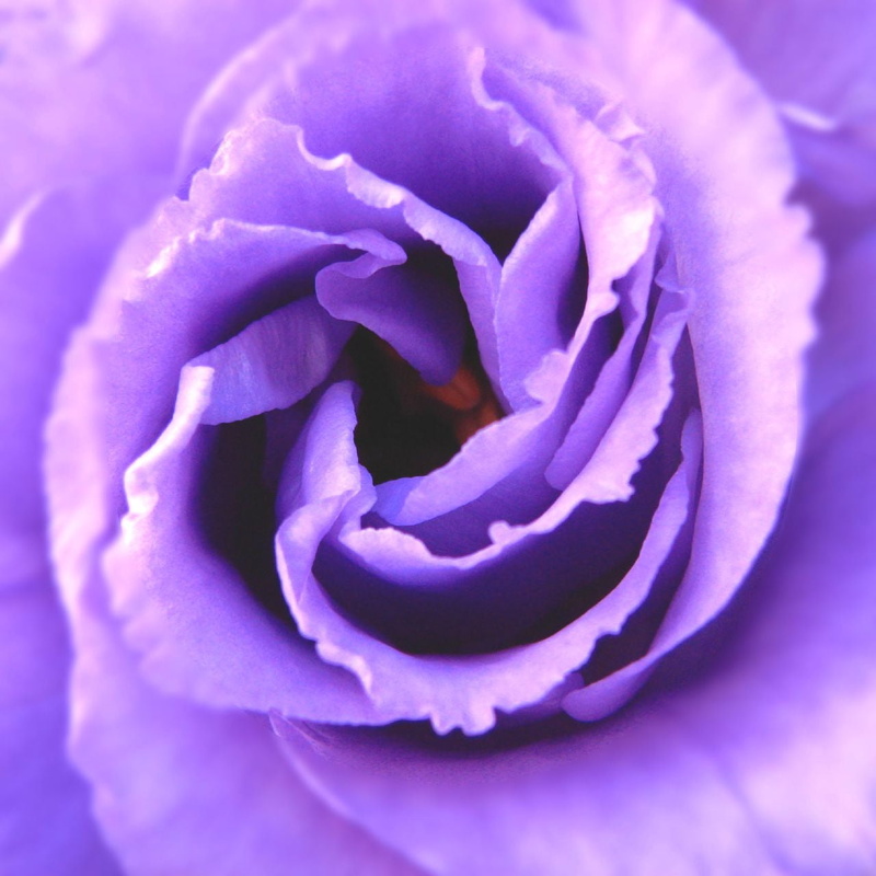 backgrounds, macro, PowerShot, nature, flower Head, rose - Flower, photo, medellin, close-up, purple, romance, Colombia, freshness, single Flower, beauty In Nature